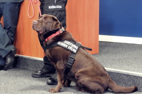 Pies służbowy Służby Celnej przygotowany do demonstracji swoich umiejętności.JPG