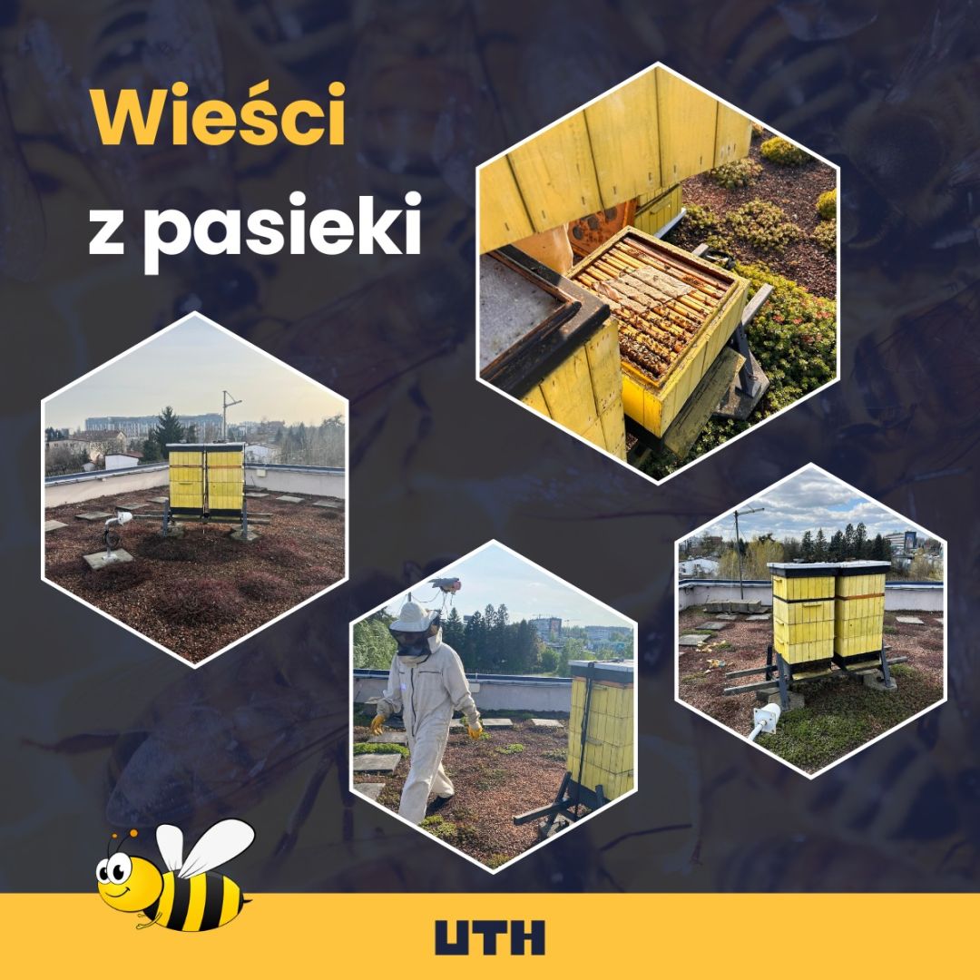 mozaika z motywem pszczół UTH
